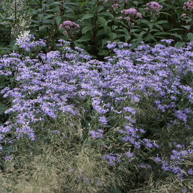 Eurybia (Aster) x herveyi Twilight, Skymningsaster Populär