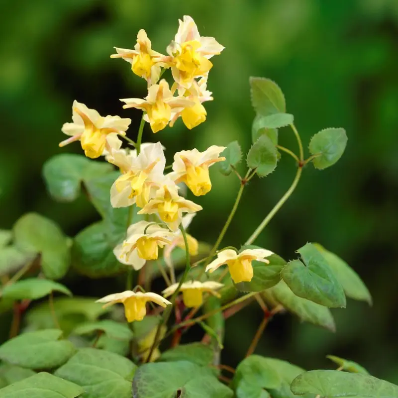 Epimedium x versicolor Sulphureum, Blekgul Sockblomma Handla nu