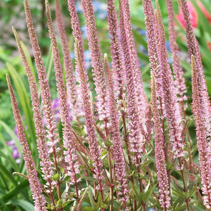 Veronicastrum virginicum Erica, Kransveronika Fynd