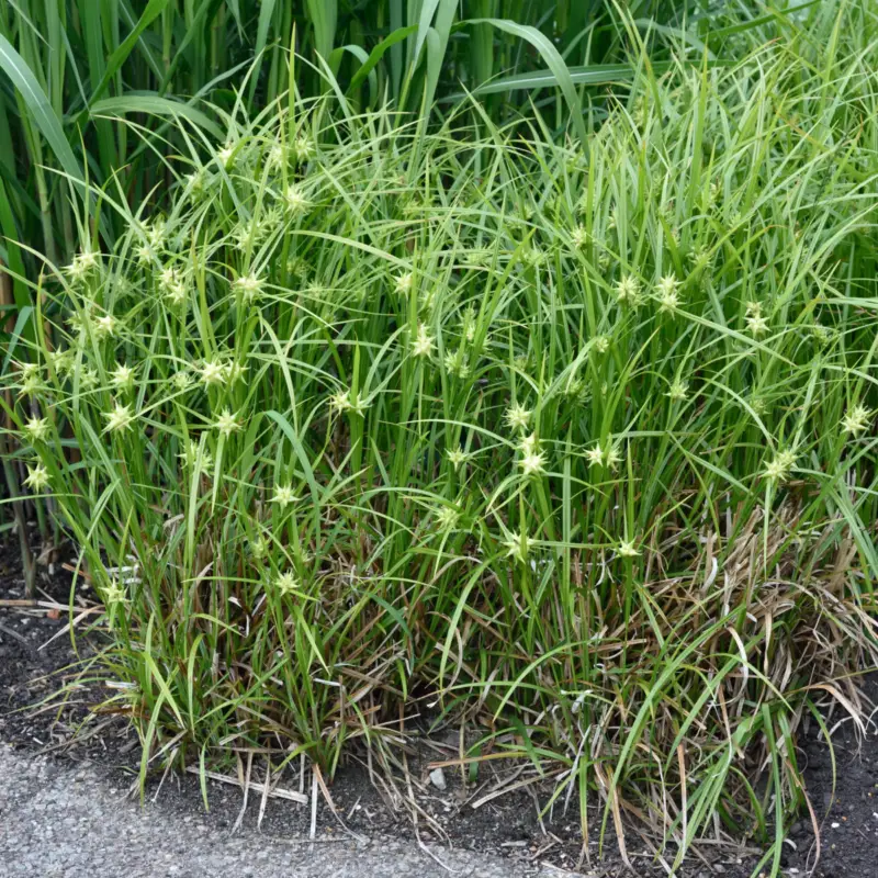 Carex grayi, Spikklubbestarr Fynd