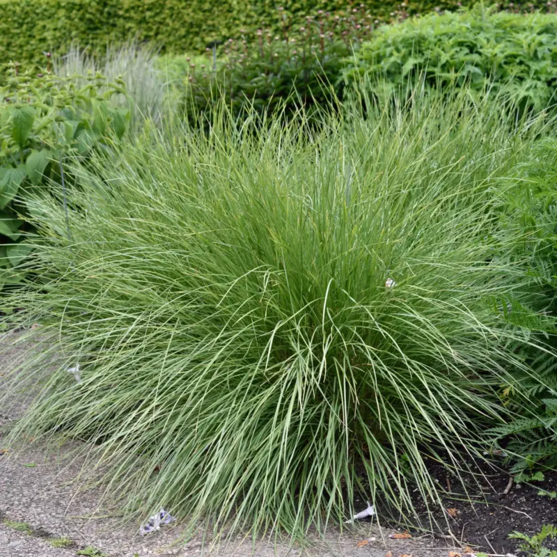 Festuca mairei, Atlassvingel Begränsad tid