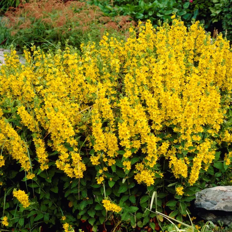 Sista chansen Lysimachia punctata, Praktlysing
