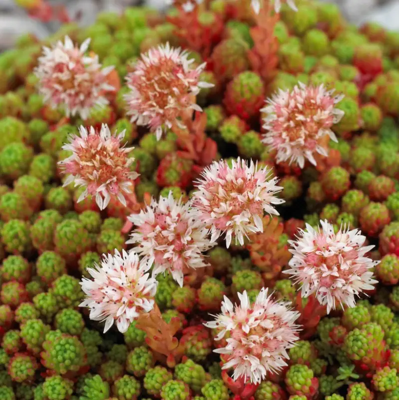 Sedum lydium, Lydisk Fetknopp Billig