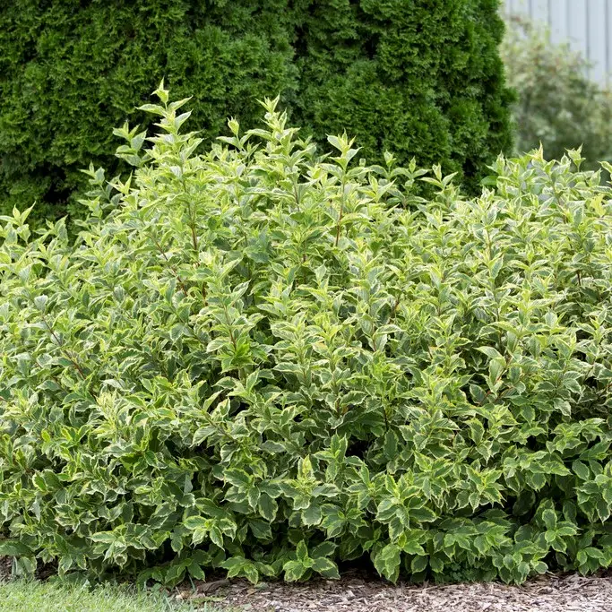 Cornus alba Gouchaultii, Kornell Endast denna vecka