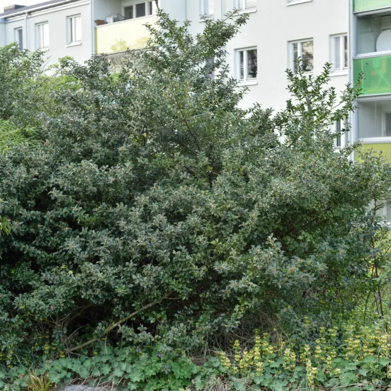 Fynd Ilex meserveae Blue Princess, Blå Järnek