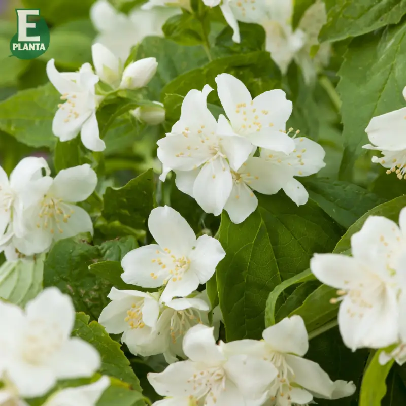 Säker betalning Philadelphus coronarius Finn E, Doftschersmin