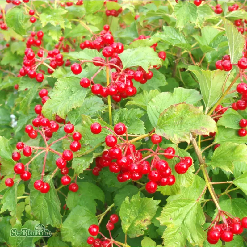 Lägg i varukorgen Viburnum opulus Compactum, Dvärgolvon