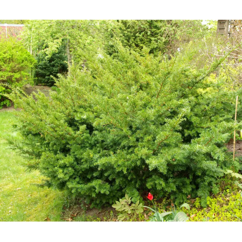 Expressleverans Taxus x media Densiformis, Hybrididegran
