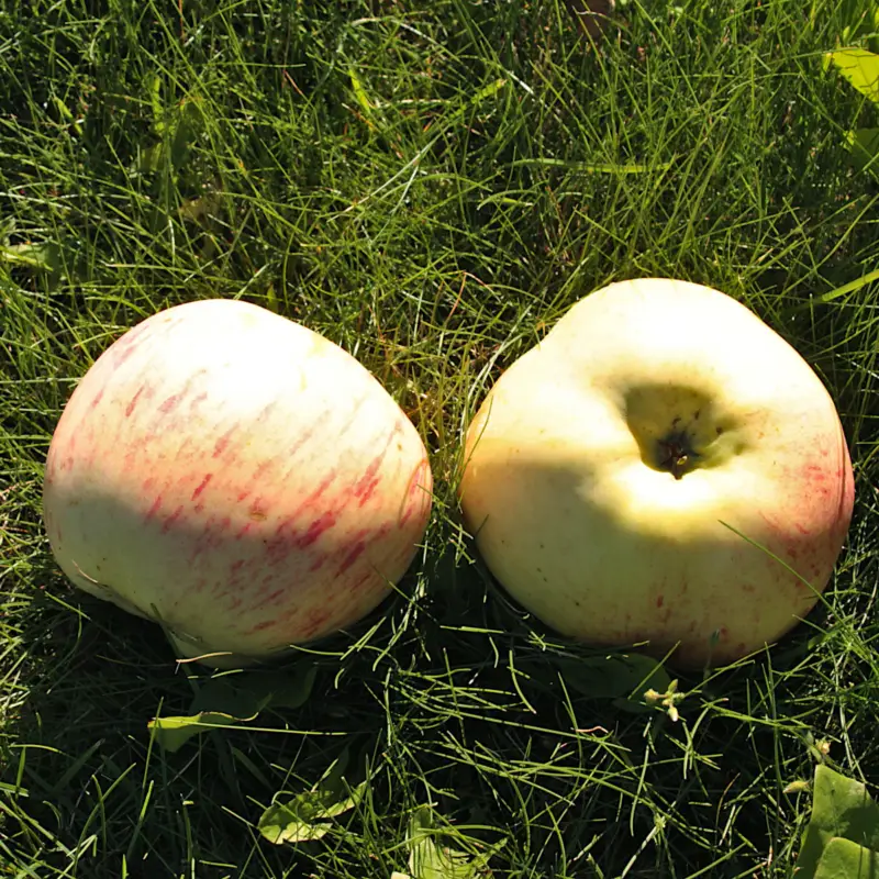 Malus domestica Kavlås, Höstäpple, Västergötlands Landskapsäpple Extra rabatt