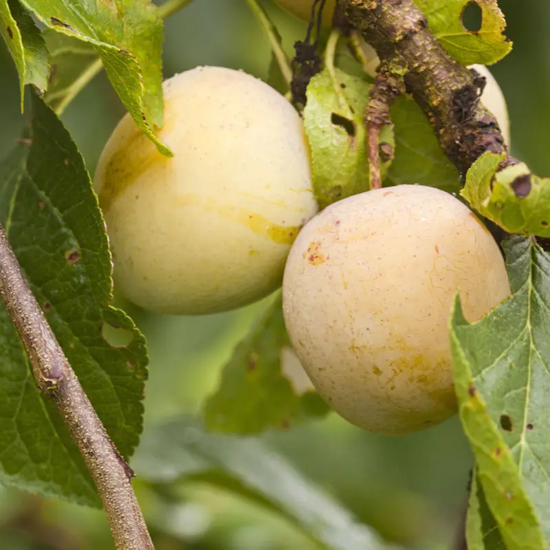 Prunus domestica Reine Claude d'Oullins E, Plommon Nyhet