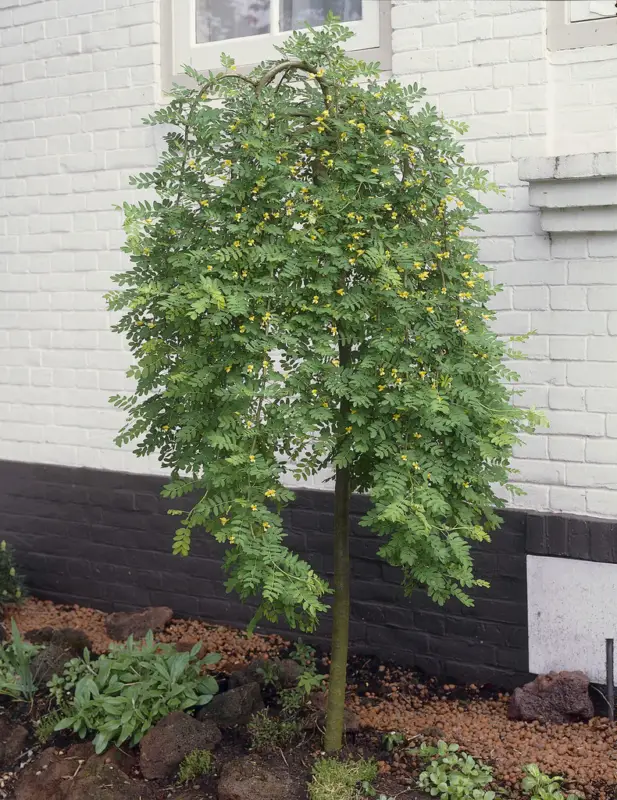 Caragana arborescens Pendula, Hängkaragan Fynd