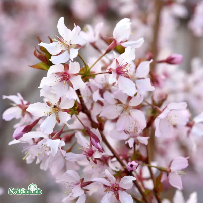 Prunus nipponica Ruby, Kurilerkörsbär Rabatt