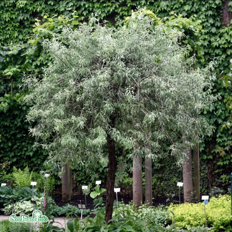 Snabb leverans Pyrus salicifolia Pendula, Silverpäron