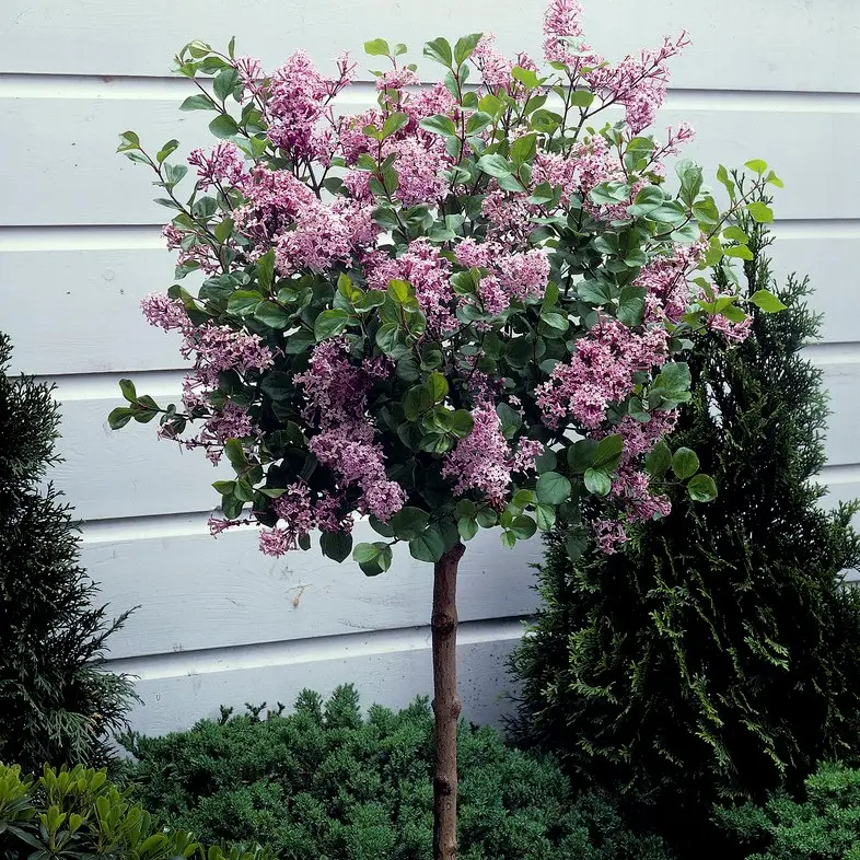 Syringa meyeri Palibin, Dvärgsyren Erbjudandepris