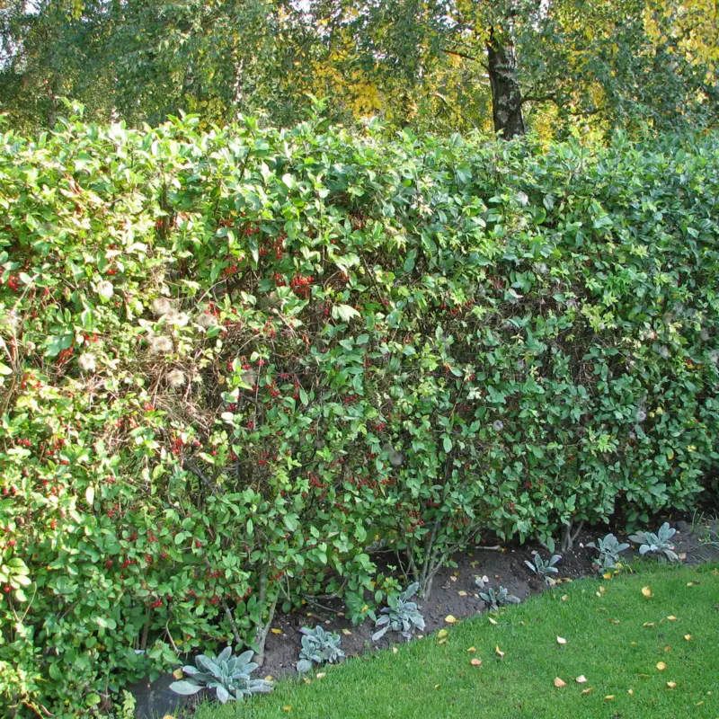 Reapris Malus toringo var. sargentii, Bukettapel 10-pack