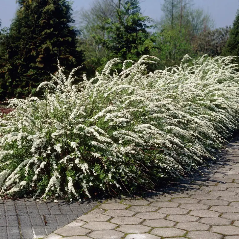 Premium Spiraea × cinerea 'Grefsheim' E, Norsk-Brudspirea 10-pack