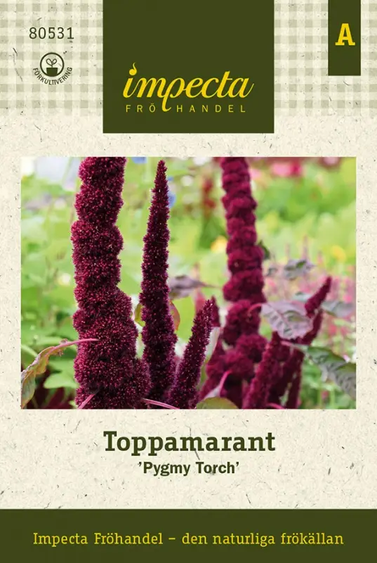 Amaranthus hypochondriacus Pygmy Torch, Toppamarant, Pygmy Torch Fynd