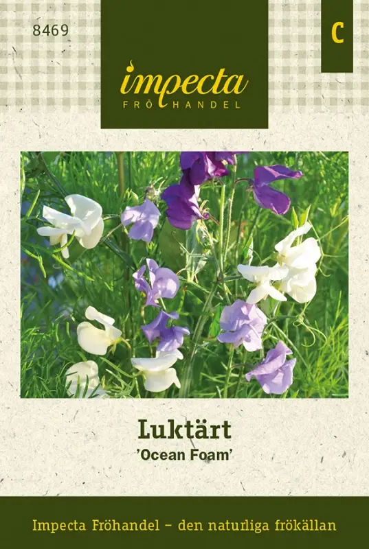 Rabatter Lathyrus odoratus Ocean Form, Luktärt Ocean Foam