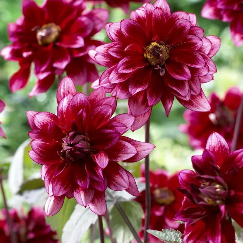 Dahlia x pinnata Darkarin, Dahlia Pion Darkarin 1st Handla nu