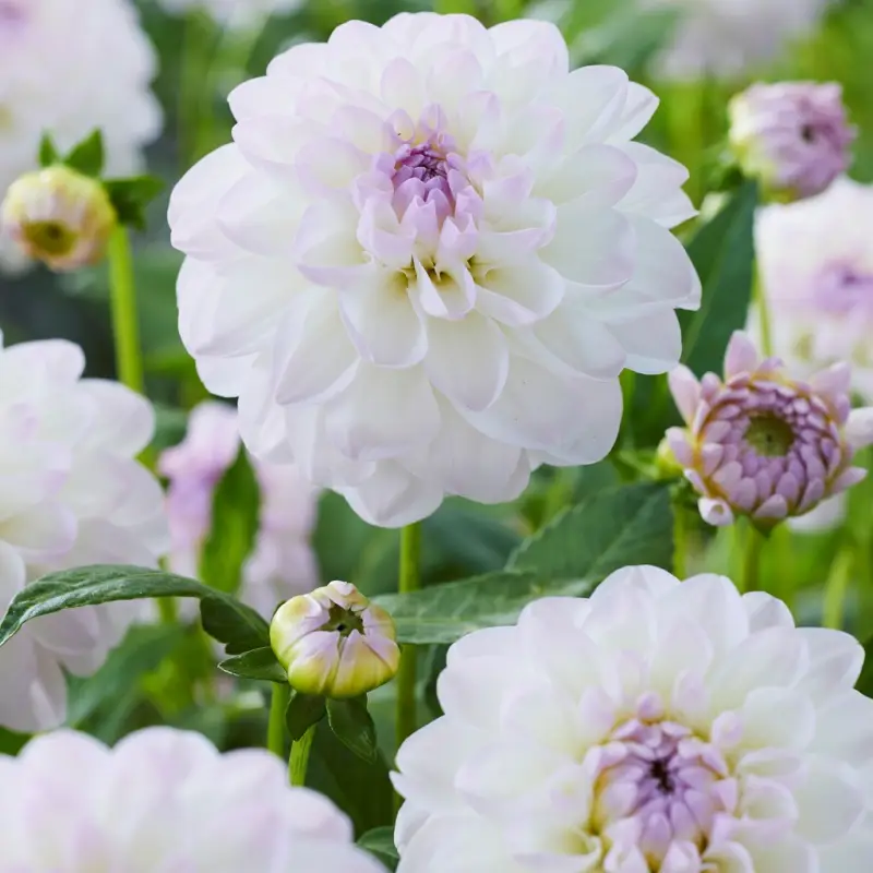 Snabb frakt Dahlia x pinnata Eveline, Dahlia Boll Eveline 1st