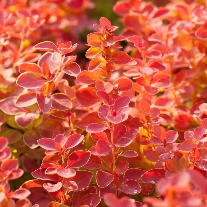 Outlet Berberis thunbergii Orange Ice ®, Berberis