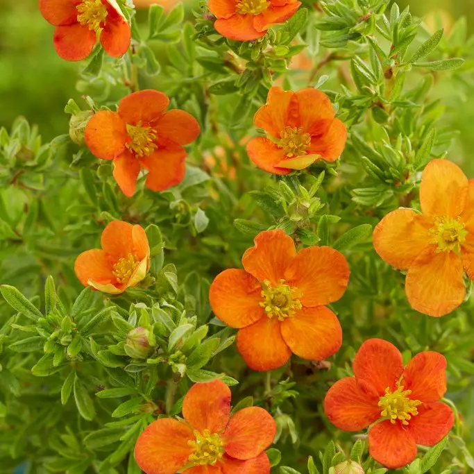Dasiphora fruticosa Bella Sol ®, Ölandstok Billigare