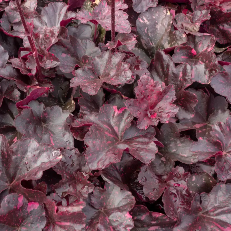 Heuchera hybr. Midnight Rose ®, Alunrot Rea