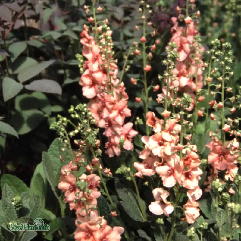 Kundfavorit Verbascum hybr. Jackie, Trädgårdskungsljus