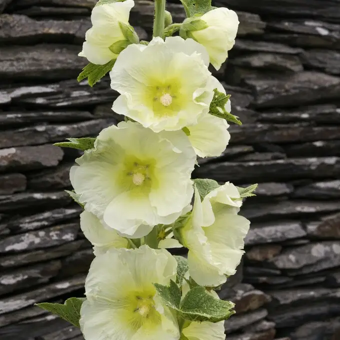Sista chansen Alcea rosea Sunshine Spotlight Series, Stockros