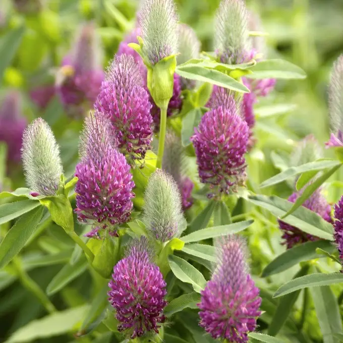 Beställ nu Trifolium rubens, Purpurklöver