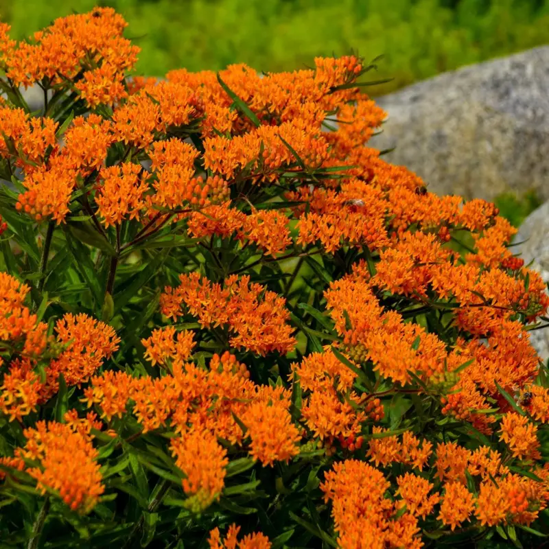 Asclepias tuberosa, Sidenört Fri frakt