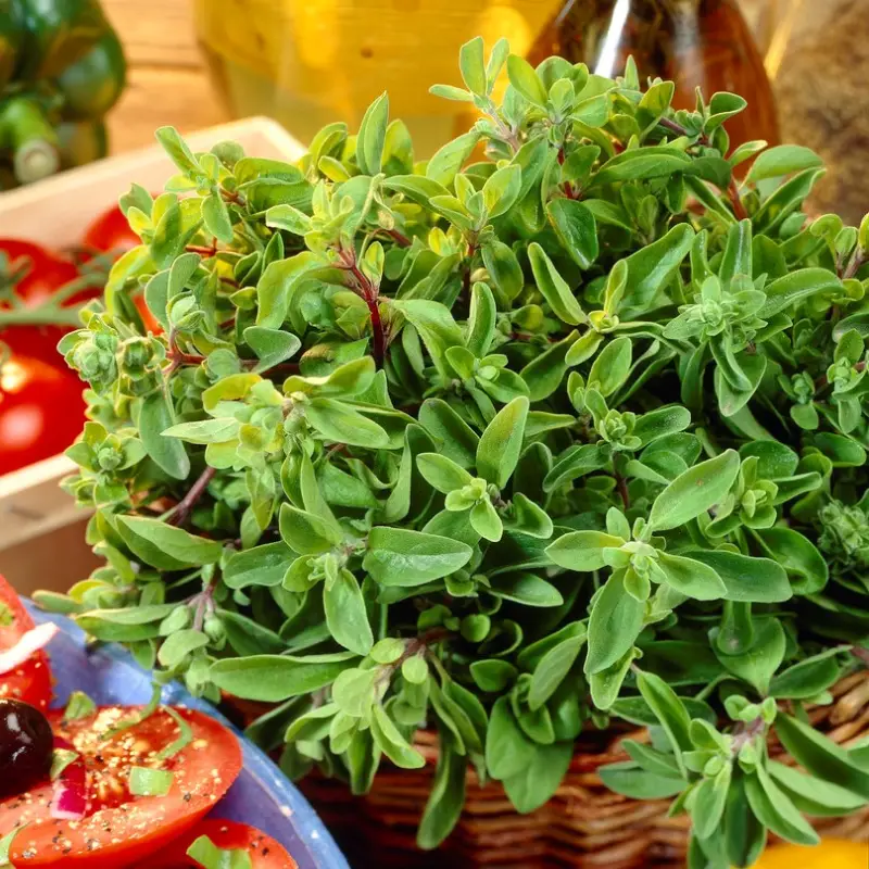 Origanum majorana, Mejram Fynd