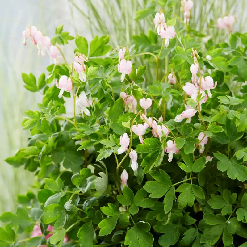 Lamprocapnos spectabilis Cupid ®, Löjtnantshjärta Begränsat erbjudande