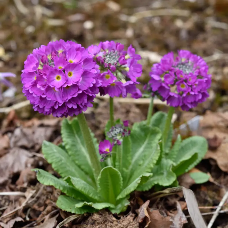 Reapris Primula denticulata Rubin, Bollviva