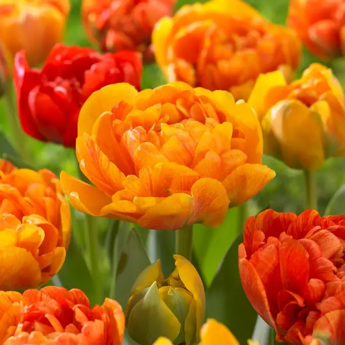 I lager Tulipa gesneriana Sun Lover, Dubbel Sen Tulpan 7st