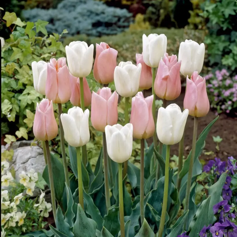 Tulipa gesneriana Sweet Candy Mix, Triumftulpan Mix 10st Lågt pris
