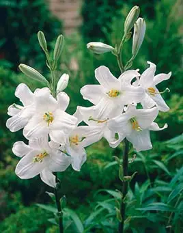 Lilium candidum, Madonnalilja 1st Rea
