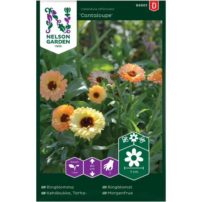 Outlet Calendula officinalis Cantaloupe, Ringblomma, Cantaloupe