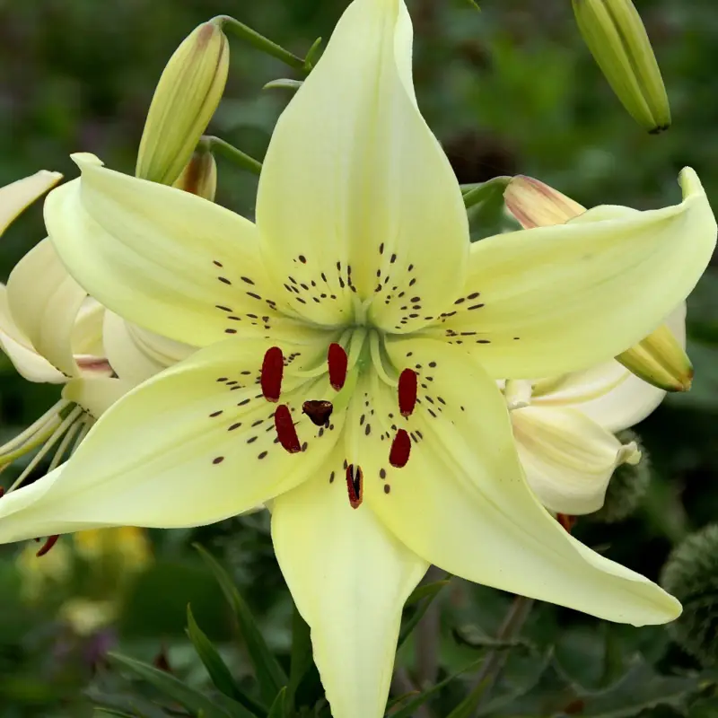 Lilium lancifolium Sweet Surrender, Tigerlilja Sweet Surrender 3st Populärt val