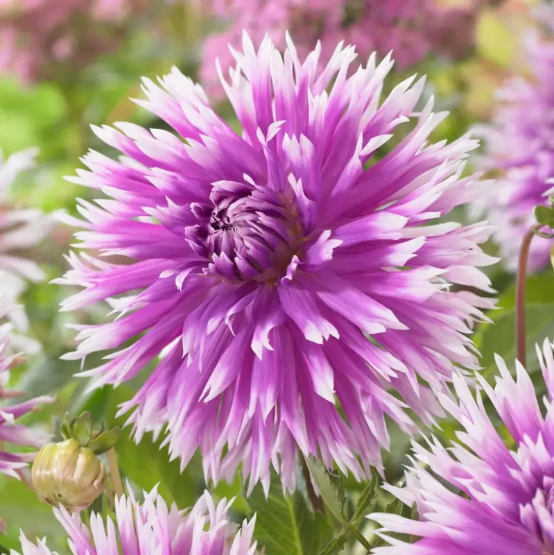 Expressleverans Dahlia x pinnata Table Dancer, Dahlia Kaktus Table Dancer 1st