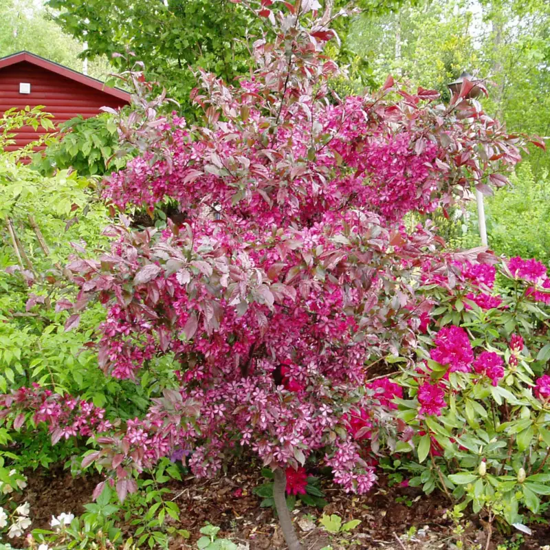 Rea Malus Rubin, Purpurapel