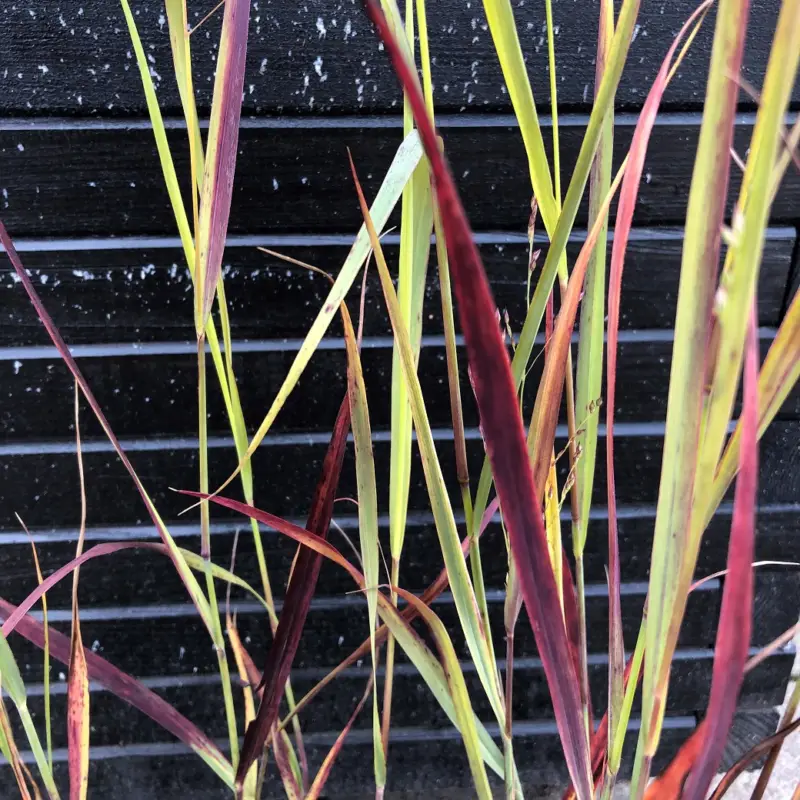 Beställ nu Panicum virgatum JS Blue Darkness ®, Jungfruhirs