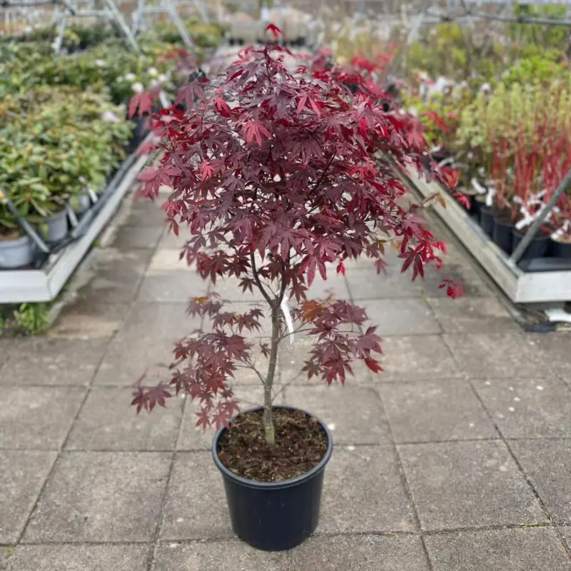 Acer palmatum Red Emperor, Japansk Blodlönn Rabatt