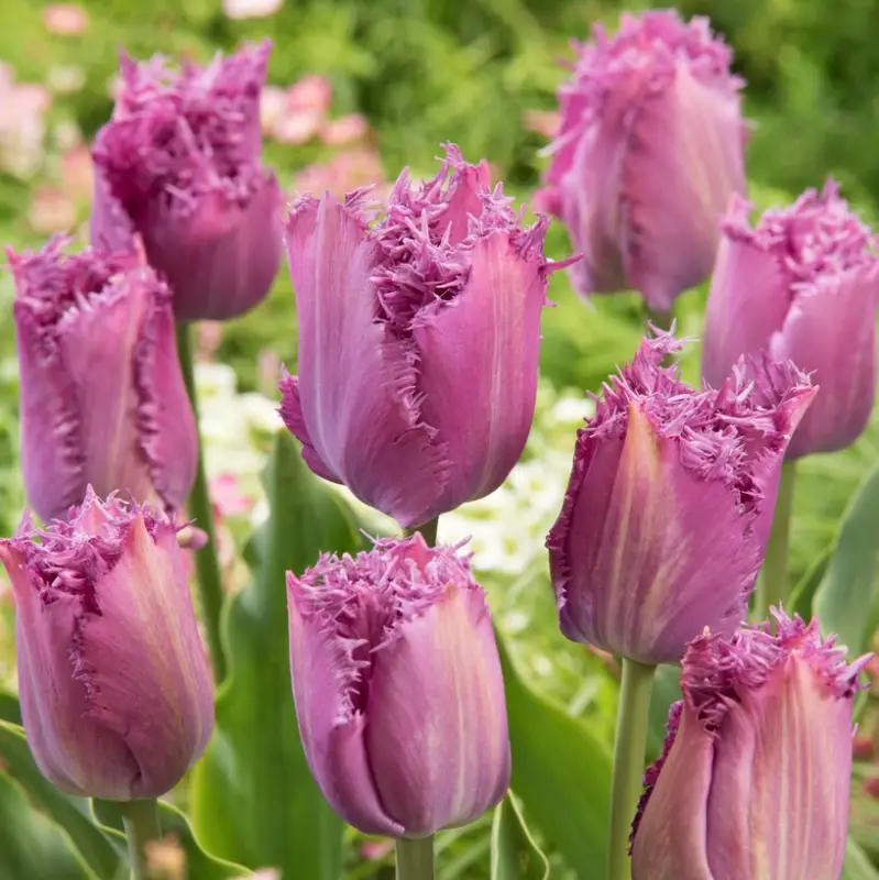 Kampanj Tulipa gesneriana Lilac Frizzle, Franstulpan 7st