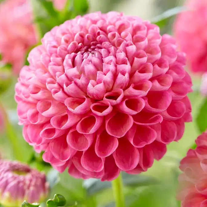 Dahlia x pinnata Jowey Frambo, Dahlia Boll Jowey Frambo 1st Billig