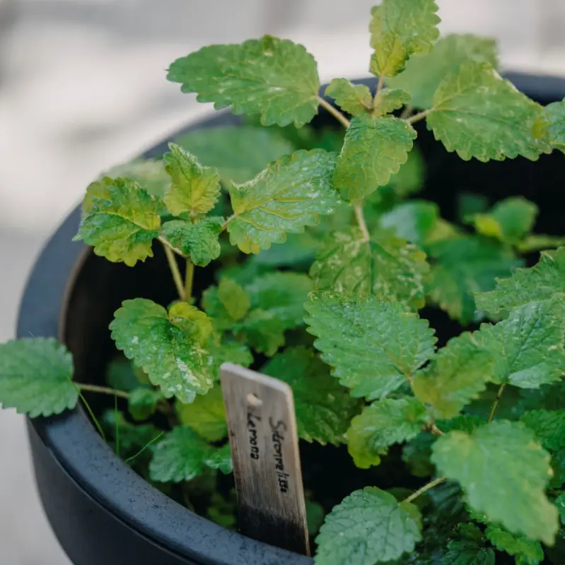 Rabatt Melissa officinalis Lemona, Citronmeliss, Lemona, Ekologisk