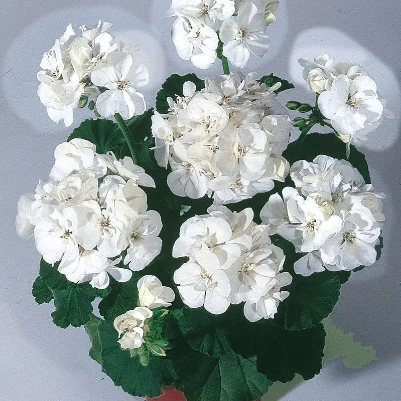 Nyhet Pelargonium x hortorum Moonlight ™ Sailing, Pelargon, Stickling 3-pack