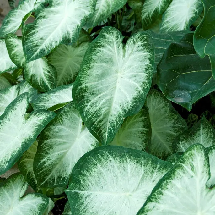 Reapris Caladium Aaron, Kaladium Caladium Aaron 1st