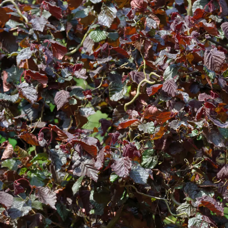 Nedsatt pris Corylus avellana Red Majestic ®, Röd Ormhassel