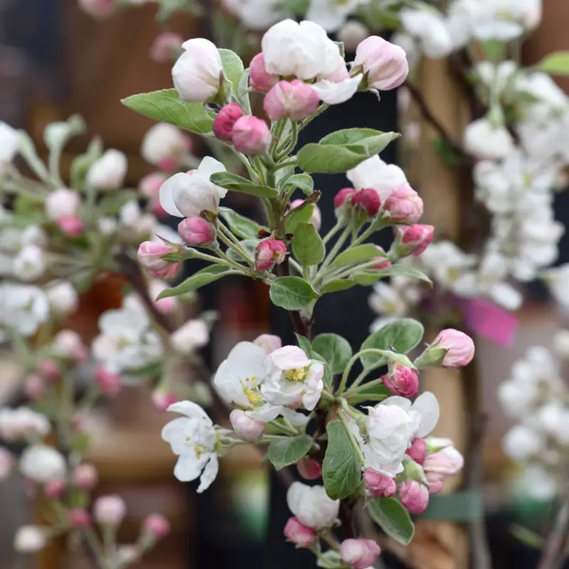 Begränsad tid Malus Evereste, Prydnadsapel